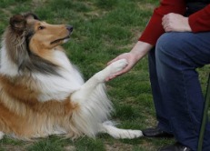 A gentle therapy dog visiting and shaking hands with a resident